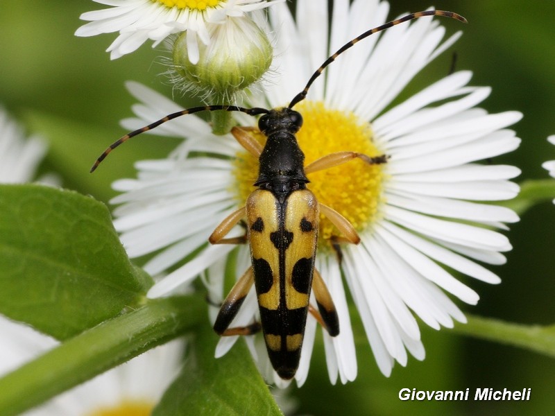 Cerambycidae:  Rutpela maculata